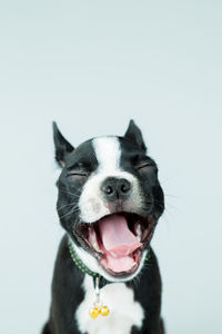 Close-up of dog with eyes closed yawning against white background