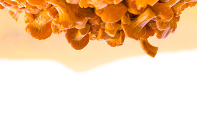 Close-up of mushroom against sky