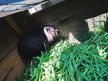 High angle view of monkey sitting on wood