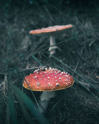 Close-up of fly agaric mushroom on field