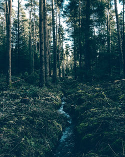 Trees in forest
