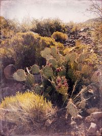 Close-up of prickly pear cactus