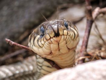 Close-up of snake