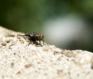 Close-up of housefly on rock