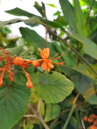 Close-up of orange flowering plant