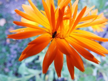 Close-up of orange flower