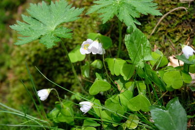 Close-up of white flowering plant