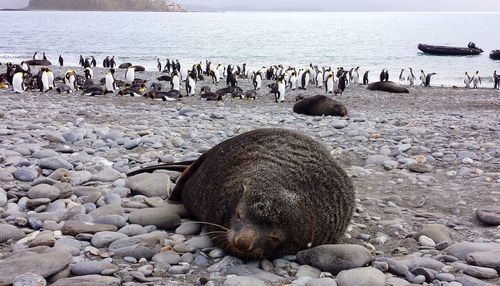 Sleeping fur seal in a rocky beach with penguins in the background