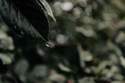 leaf