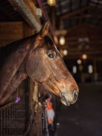 Close-up of horse