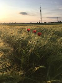 Scenic view of field against sky during sunset
