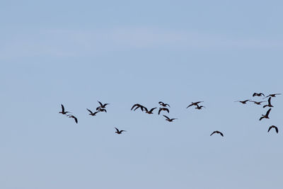 Low angle view of birds flying in sky
