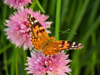 Close-up of butterfly pollinating on purple flower