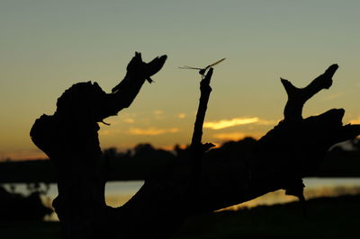 Silhouette horse against sky during sunset