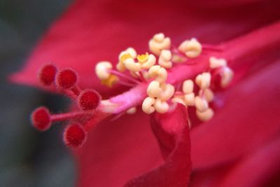 Close-up of red flower blooming outdoors