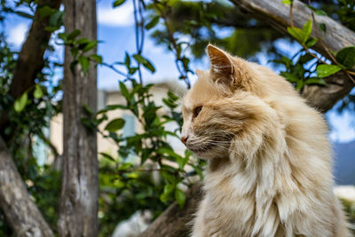 Close-up of a cat looking away