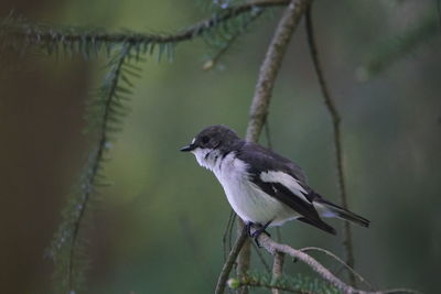 Close-up of bird perching on branch