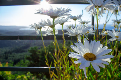 Close-up of white flowers blooming outdoors