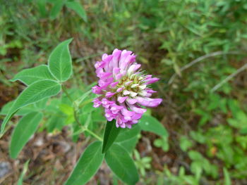 Close-up of pink flowers blooming on field