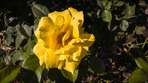 Close-up of yellow flowers blooming outdoors