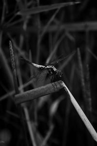 Close-up of dragonfly on twig