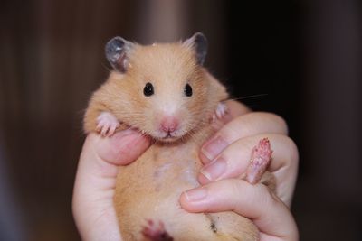 Close-up of hand holding hámster 