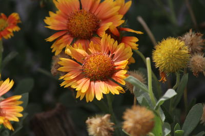 Close-up of yellow flowering plants