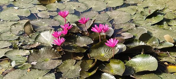 Close-up of pink lotus water lily in lake