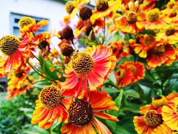 Close-up of orange flowering plants