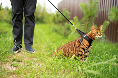 Scared beautiful bengal cat with green eyes outdoors lying on ground.man walking with a leash