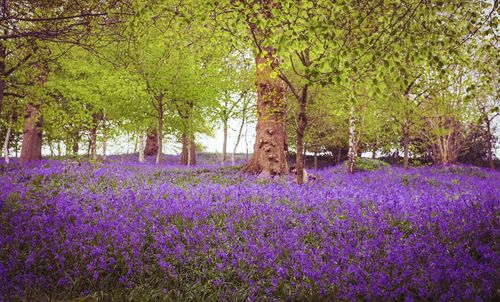 Full frame shot of purple flowers in field