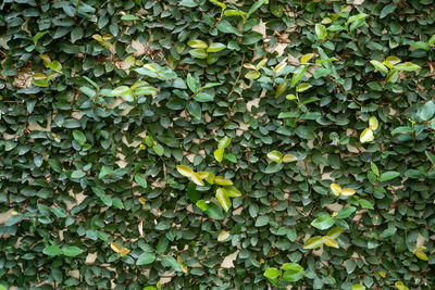 Full frame shot of ivy growing on tree