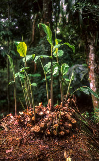 Close-up of plants growing on field