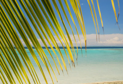 Palm trees on beach