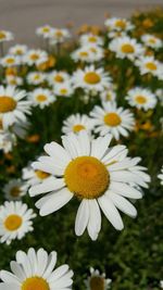 Close-up of daisy flowers