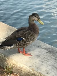 Close-up of bird in water