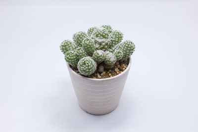 Close-up of potted plant against white background