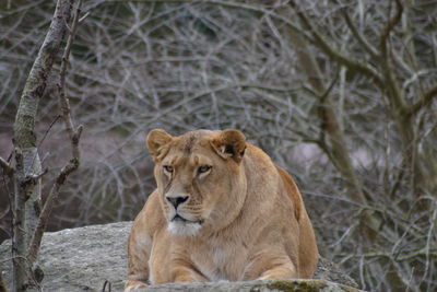 Close-up of lion relaxing outdoors