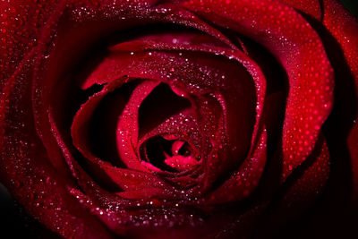 Close-up of wet red rose