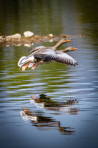 Bird flying over lake