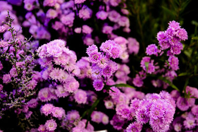 Close-up of purple flowering plants