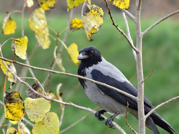 Close-up of bird perching on leaf