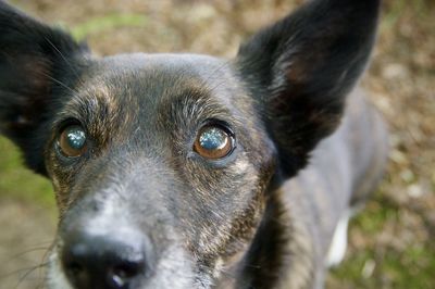 Close-up portrait of dog