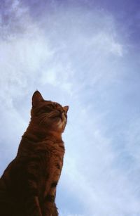 Low angle view of cat sitting against sky