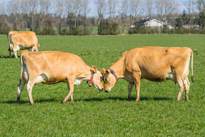 Horses in a field