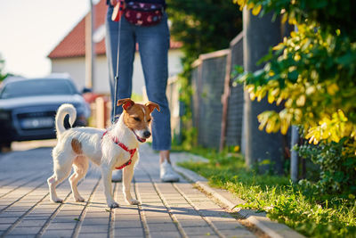 Dog walks at summer city street