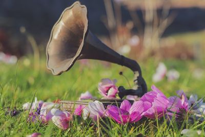 Close-up of pink crocus flowers on field