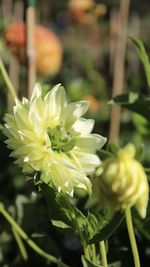 Close-up of white flowering plant