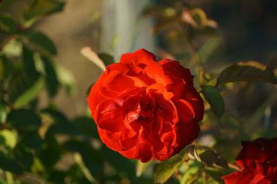 Close-up of red rose blooming outdoors