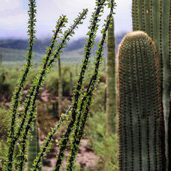 Close-up of cactus plant on field